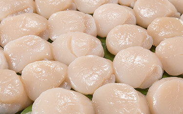 Rows of Hokkaido scallops.