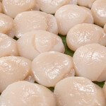 Rows of Hokkaido scallops.