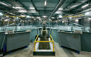 The interior of Proximar Seafood's RAS facility in Japan.