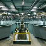The interior of Proximar Seafood's RAS facility in Japan.