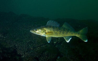 A photo of a walleye
