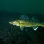 A photo of a walleye