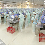 A pangasius processing facility operated by Cuu Long Fish Joint Stock Company.