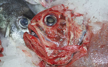 An orange roughy in New Zealand.