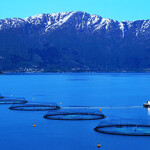 A salmon farm in Norway.