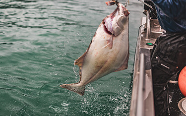 A halibut being caught in Alaska.