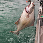 A halibut being caught in Alaska.