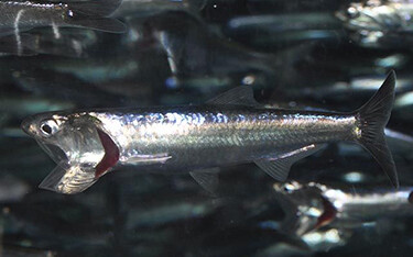 Northern Anchovy (Engraulis mordax)