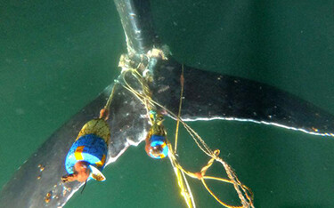 A photo of an entangled whale.