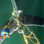 A photo of an entangled whale.