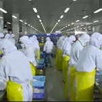 The interior of a processing plant that is part of the Chishan Group