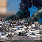A worker in Europe looking over a recent fishing catch.