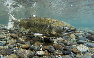A photo of a chinook salmon