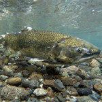 A photo of a chinook salmon