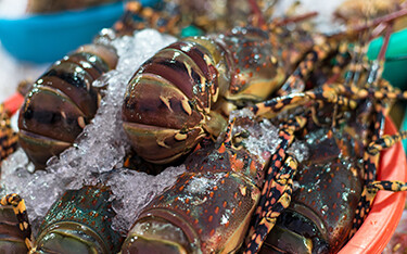 Tropical rock lobster on ice in Vietnam.