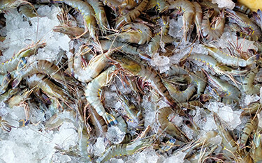 India shrimp bucket on ice