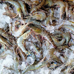 India shrimp bucket on ice