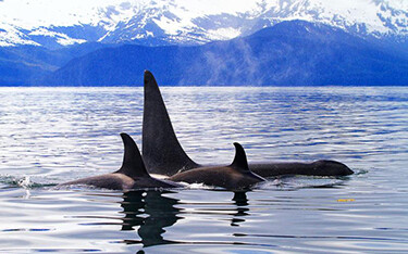 A photo of killer whales.
