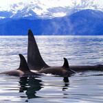 A photo of killer whales.