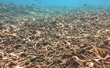 A dead coral reef.