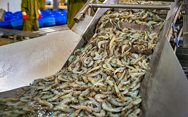 A photo of shrimp being processed in Vietnam.