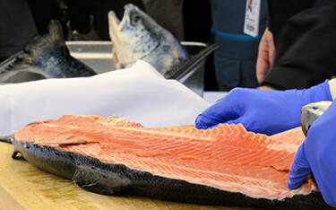Norwegian salmon cut