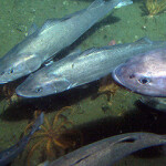 Sablefish swimming at the bottom of the ocean.