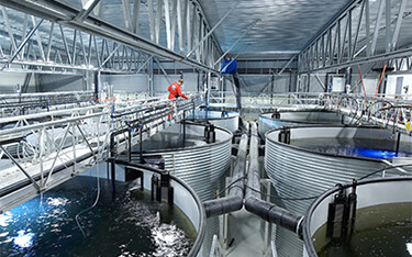 The interior of a recirculating aquaculture system facility
