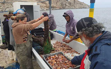 A Universidad Católica del Norte experimental oyster farm in Chile.