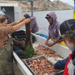 A Universidad Católica del Norte experimental oyster farm in Chile.
