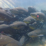 A school of totoaba swimming in a Cygnus Ocean Farms net pen.