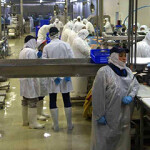 The processing line at a Nova Austral facility.