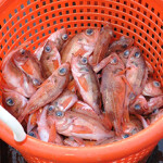 A basket filled with Acadian redfish.