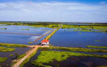 Mensburgh Aquaculture's shrimp farm in Guyana.