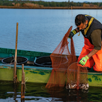A man fishing for eels in a small boat.