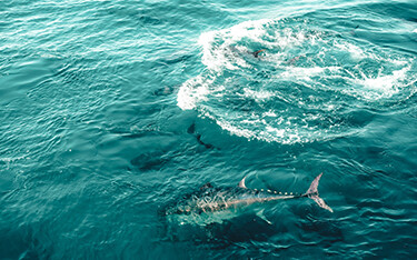 Bluefin tuna swimming.