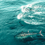 Bluefin tuna swimming.
