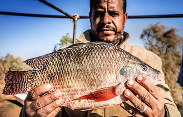 Egypt tilapia farmer holding a fish.