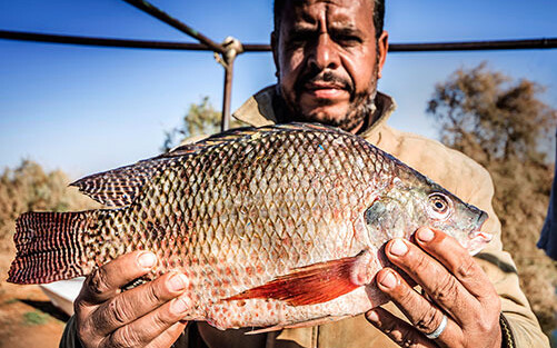 Egypt tilapia farmer holding a fish.