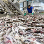A Russian pollock processing facility.