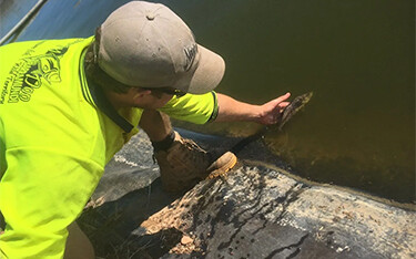 A Humpty Doo Barramundi employee examining a recently stocked black jewfish