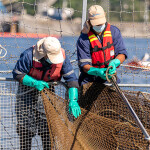 Salmones Camanchaca worker inspect a sabotaged net at the company's San Jose-based aquaculture facility.