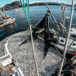 Alaska's herring roe fishery.