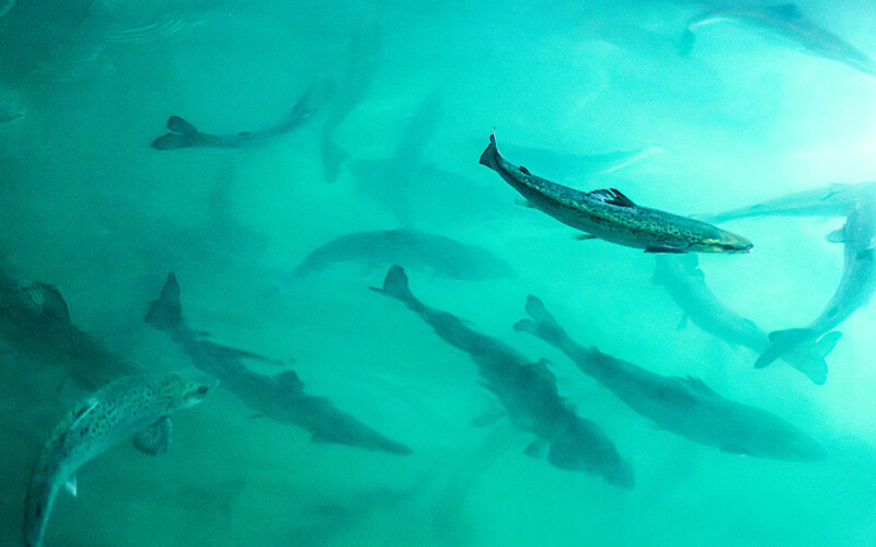Salmon swimming in one of Atlantic Sapphire's grow-out tanks.