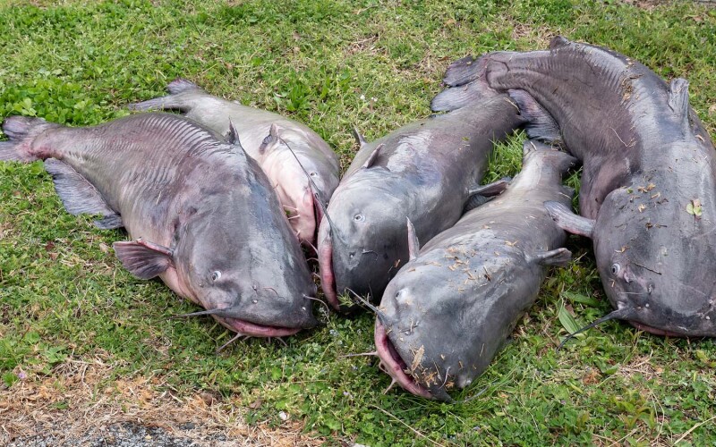 A photo of catfish.