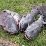 A photo of catfish.