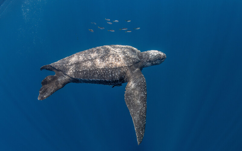 A photo of a Pacific leatherback sea turtle.