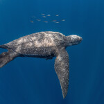 A photo of a Pacific leatherback sea turtle.