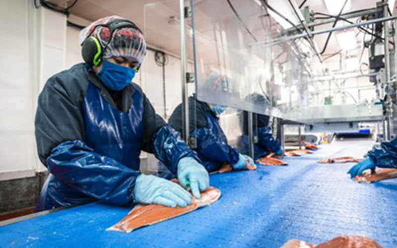 Salmon-processing factory employees slicing fillets.