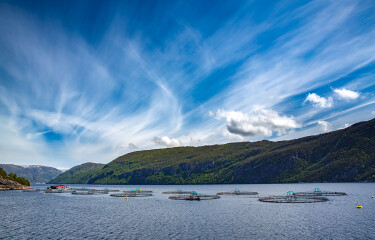 Salmon farming in Norwegian net pens.